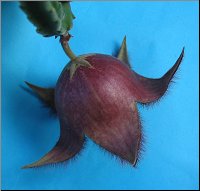 Stapelia 20-A